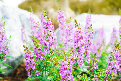 Close-up of pink flowering plant