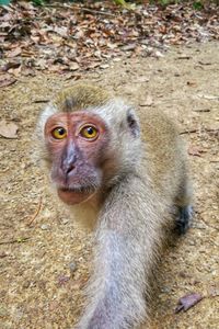 Portrait of monkey