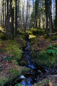 Stream amidst trees in forest
