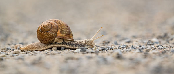 Snail on a gravel path