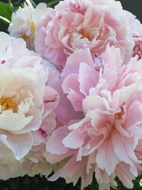 Close-up of pink rose bouquet