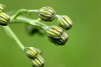 Close-up of flower bud