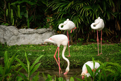 White birds in a lake