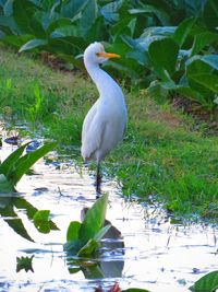 White duck in a lake