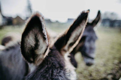 Close-up of a rabbit