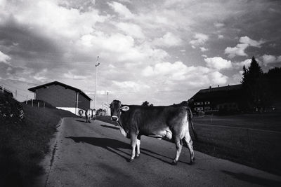 Cow on road against cloudy sky