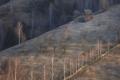 Scenic view of forest