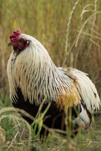 Close-up of a duck