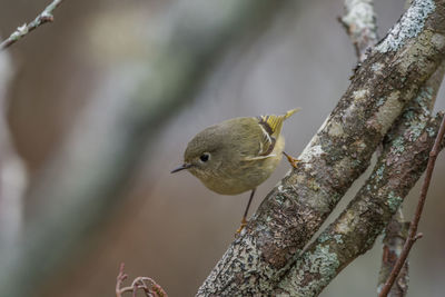 Close-up of bird perching on branch