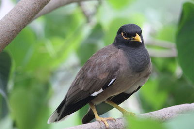 Close-up of bird perching on branch