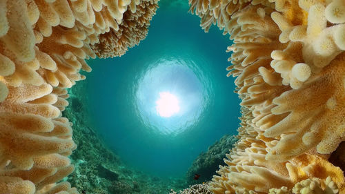 View of coral underwater