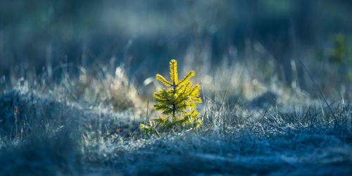 Close-up of yellow flowering plant on field