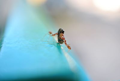 Close-up of ants hunting insect on railing