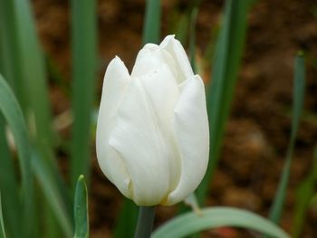 Close-up of white flowering plant on field