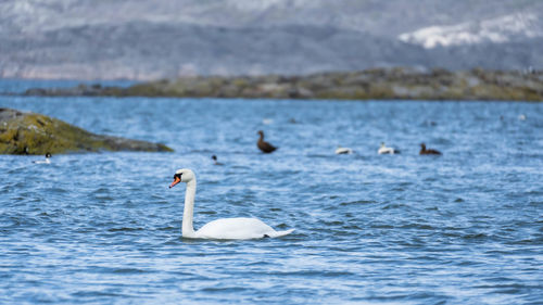 Focus on a swan with a variety of seabirds in the background. the picture is taken in sweden.