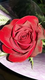 Close-up of red rose blooming outdoors