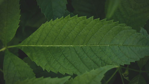 Close-up of green leaves