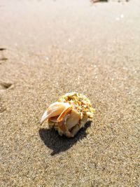 Beach jewel