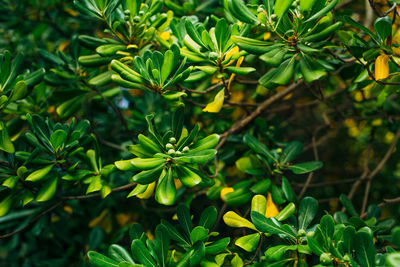 High angle view of flowering plants