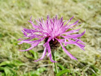 Close-up of pink flower