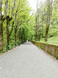 Road passing through forest