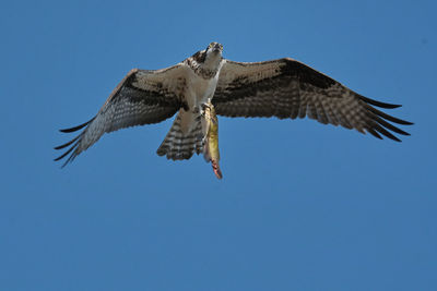 Osprey with fish