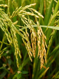 Close-up of crops growing on field