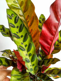 Close-up of red flowering plant