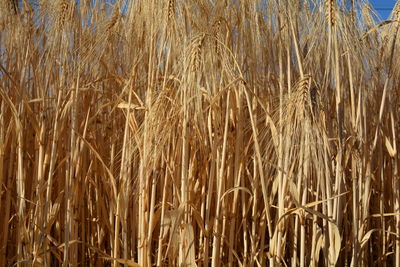 Close-up of wheat growing on field