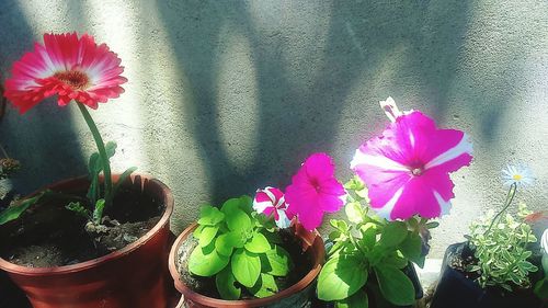 Close-up of pink flowers