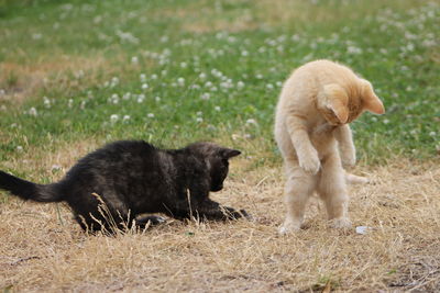 Close-up of kittens on field