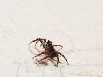 Close-up of spider