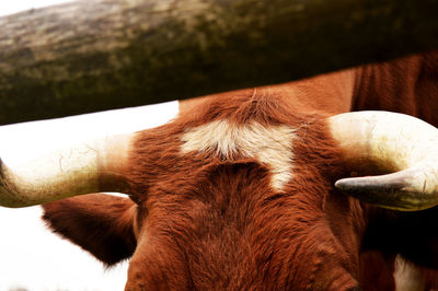 Close-up of a cow