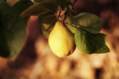 Close-up of fruits growing on tree