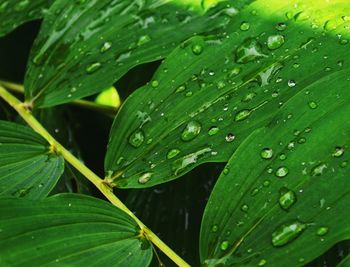 Close-up of water drops on plant