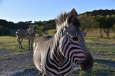 Zebra standing on field against clear sky