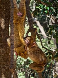 Monkey hanging on tree