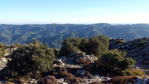 Panoramic view of trees and mountains against sky