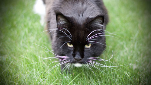 Close-up portrait of cat