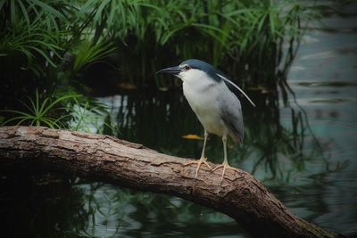 Bird perching on a lake