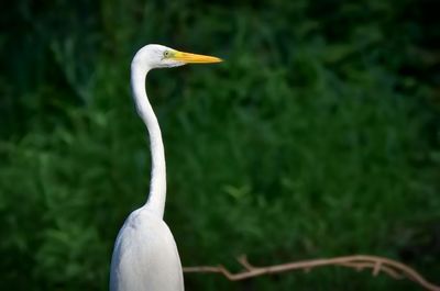 Close-up of bird