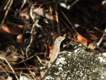 Close-up of a bird on rock