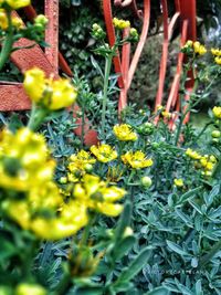 Close-up of yellow flowering plants