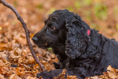 Close-up of a dog looking away