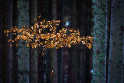 Close-up of plant against tree trunk