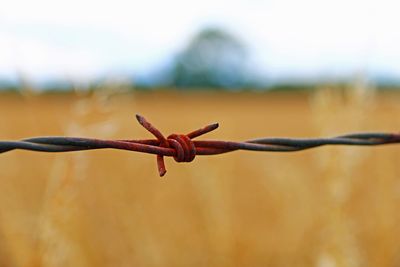 Close-up of barbed wire over field