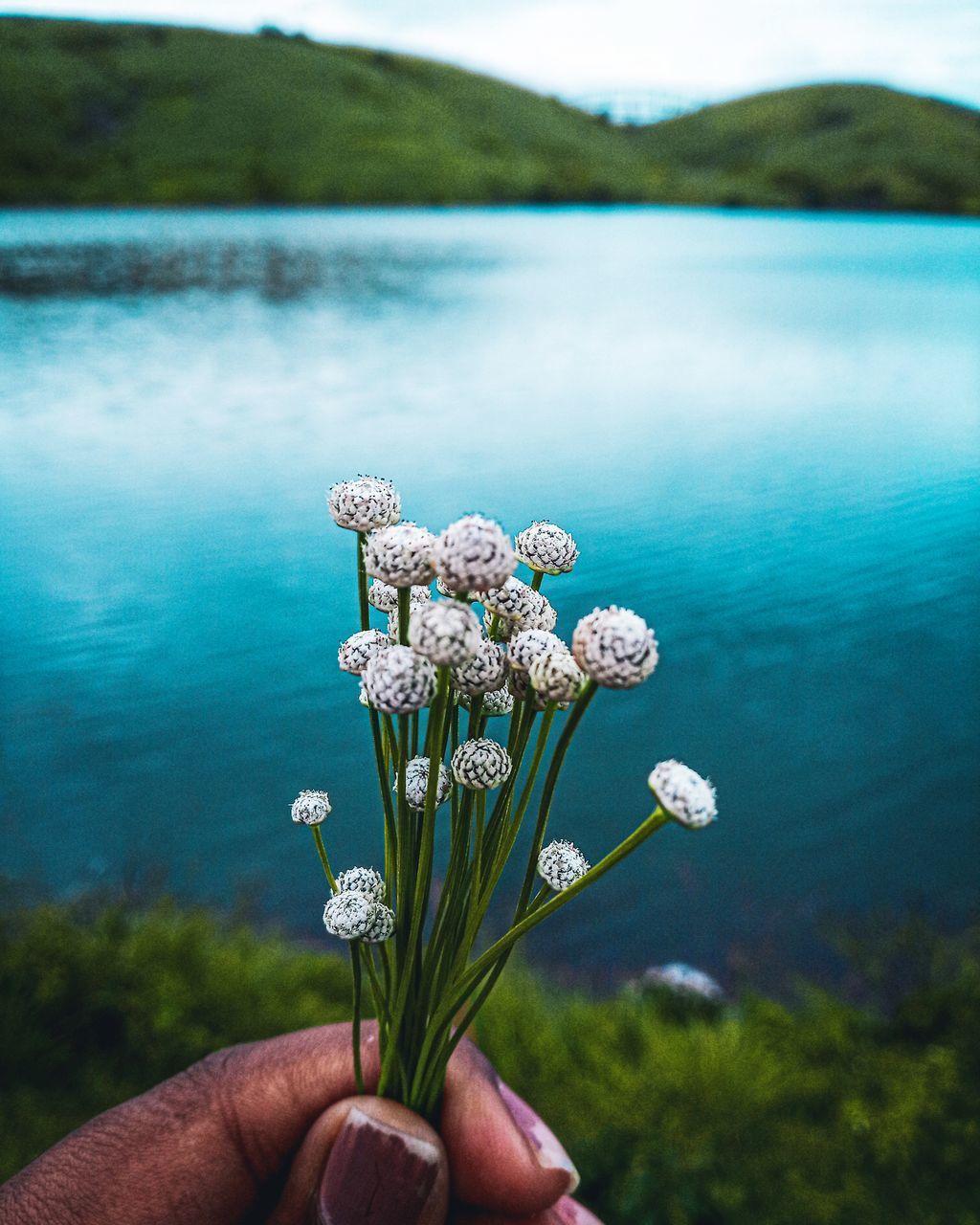 HAND HOLDING FLOWERING PLANT AGAINST SEA