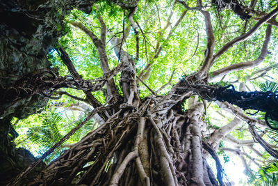 Low angle view of tree in forest