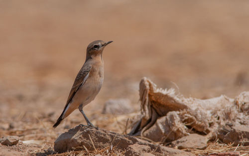 Close-up of a bird looking away