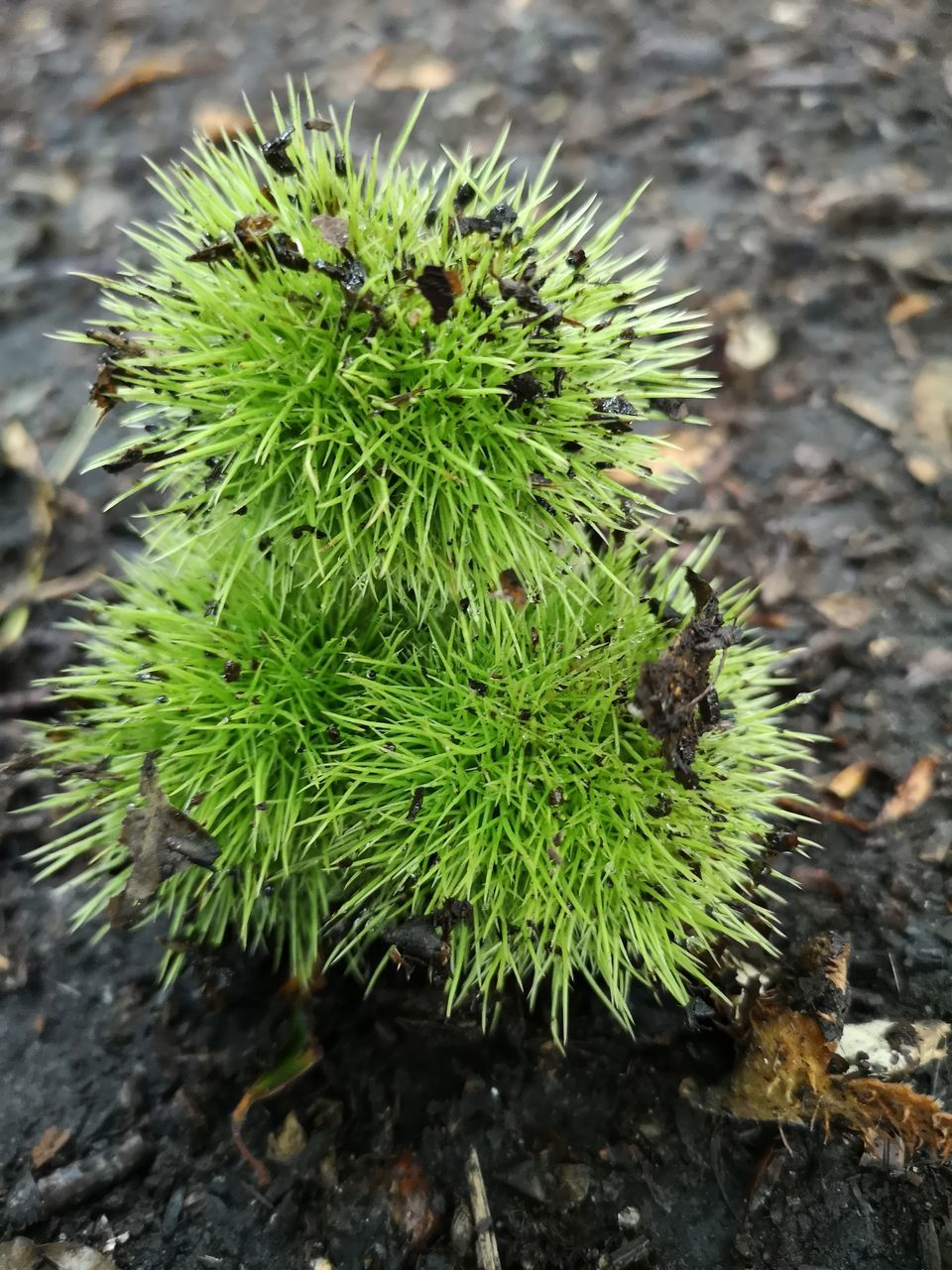 HIGH ANGLE VIEW OF SUCCULENT PLANT IN FIELD